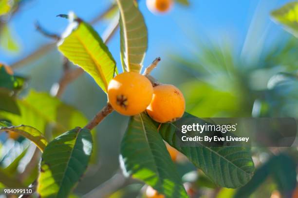 nispero fruit - salobreña stock pictures, royalty-free photos & images