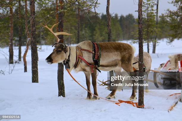 rudolf the reindeer - caribou running stock pictures, royalty-free photos & images