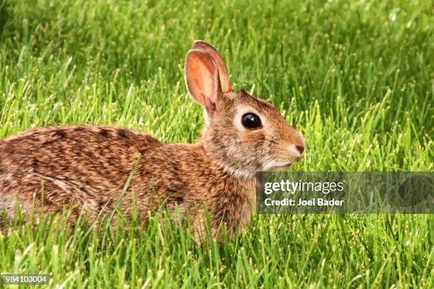 sitting in the grass - cottontail stock pictures, royalty-free photos & images