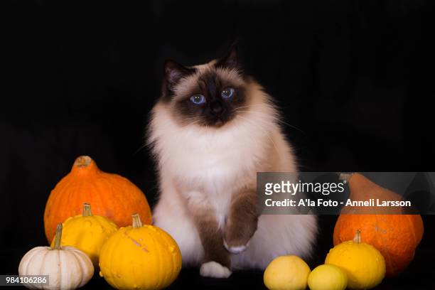 the pumpin cat - blue eyed soul stock pictures, royalty-free photos & images