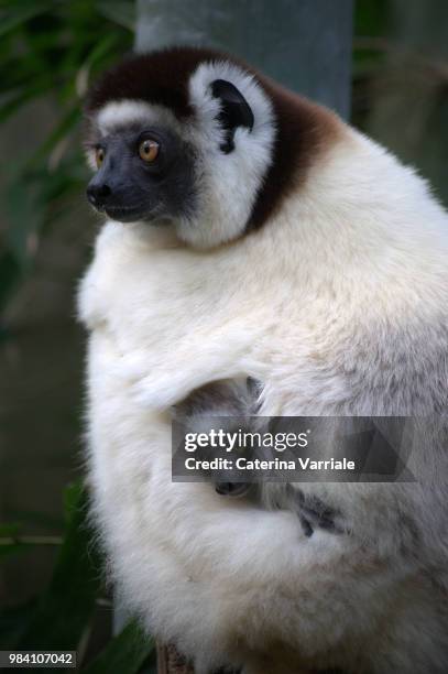 a black and white ruffled lemur mother and baby in madagascar. - ruffled lemur stock pictures, royalty-free photos & images