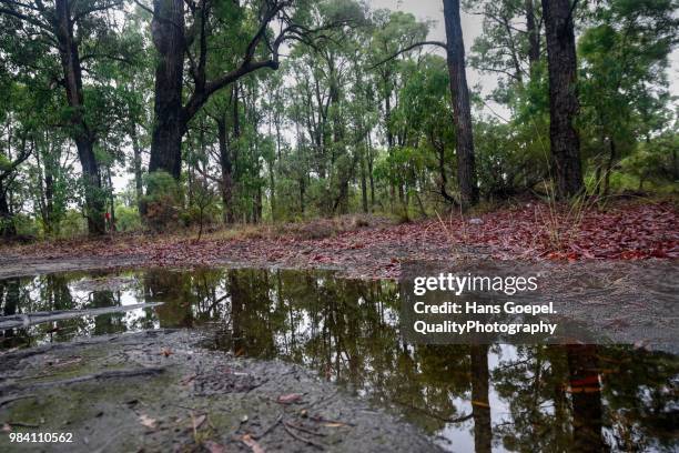 forest reflection - australia summer reflection foto e immagini stock