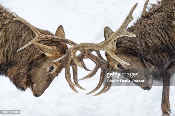 battle of the brutes... - daniel elk stock pictures, royalty-free photos & images