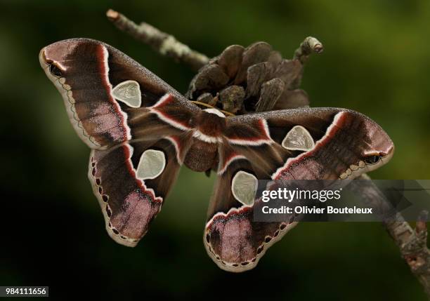 windowed moth (rothschildia lebeau) - mariposa nocturna atlas fotografías e imágenes de stock