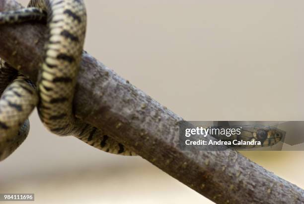 15 Coluber Constrictor Stock Photos, High-Res Pictures, and Images ...