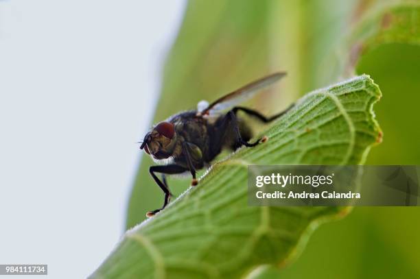 sarcophaga carnaria - carnaria foto e immagini stock