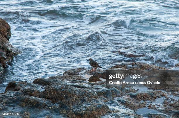 eating bird - wet bird stock-fotos und bilder