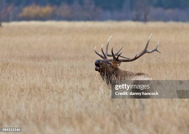 an elk stag calling in rocky mountain national park, colorado. - bramar fotografías e imágenes de stock
