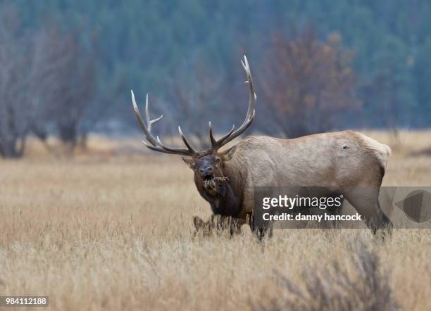 an elk stag calling in rocky mountain national park, colorado. - bramar fotografías e imágenes de stock
