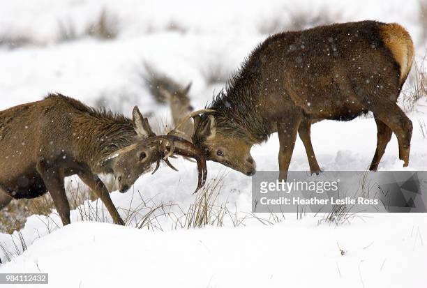 red deer fighting in glencassley, scottish highlands, scotland. - rutting stock-fotos und bilder