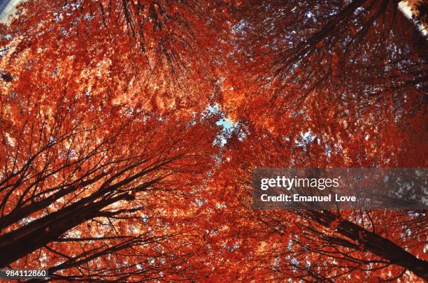 canopy - tree canopy pattern fotografías e imágenes de stock