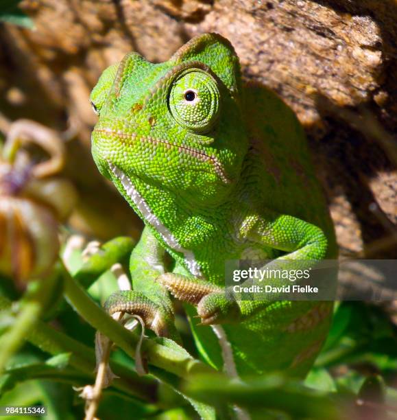 yemen chameleon close - yemen chameleon stock pictures, royalty-free photos & images