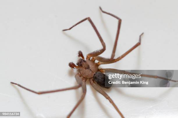 brown recluse spider - brown recluse spider stockfoto's en -beelden