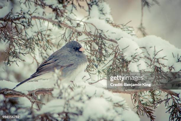 dark-eyed junco - jenco stock pictures, royalty-free photos & images