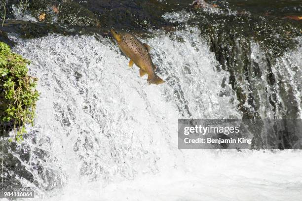 trophy sized brown trout jumping - salmon jumping stockfoto's en -beelden