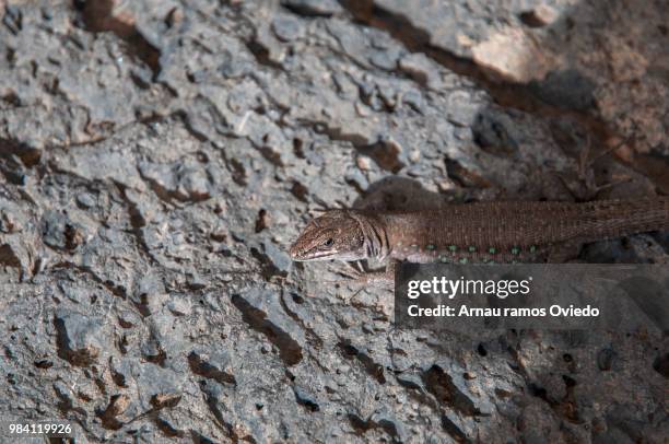 lizard - elegans - fotografias e filmes do acervo