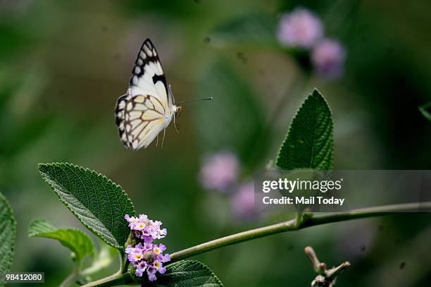 The Pioneer buttefly feeding on a flower at the Yamuna Bio Diversity Park in New Delhi on April 10, 2010.