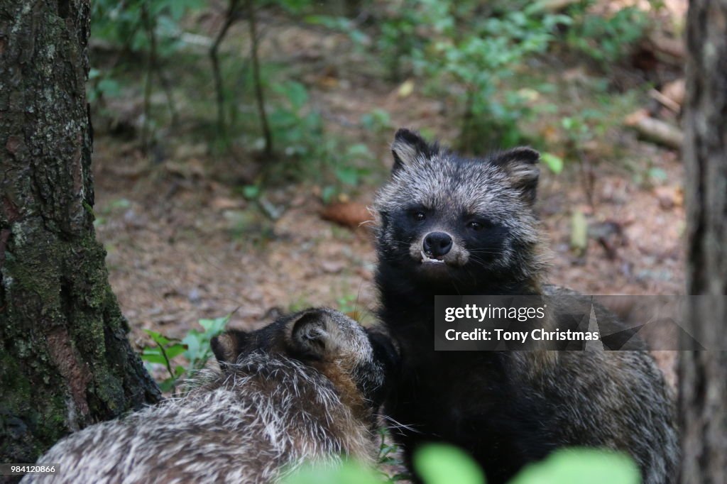 Raccoon dog