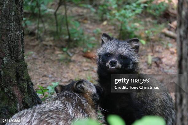 Raccoon Dog High-Res Stock Photo