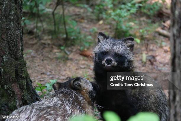 raccoon dog - tanuki stock pictures, royalty-free photos & images