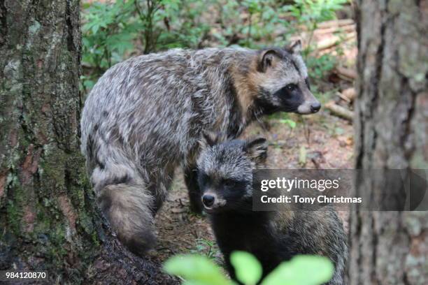 raccoon dogs - tanuki stock pictures, royalty-free photos & images