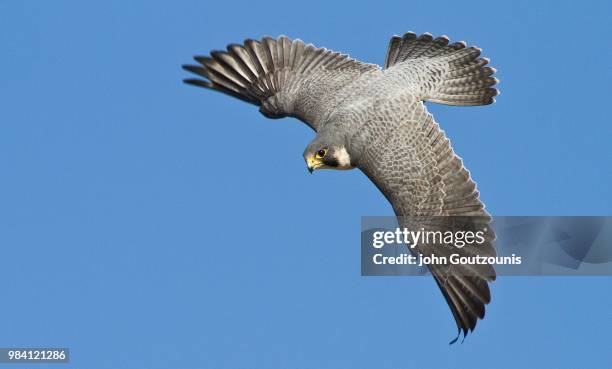 hunting - peregrine falcon stockfoto's en -beelden