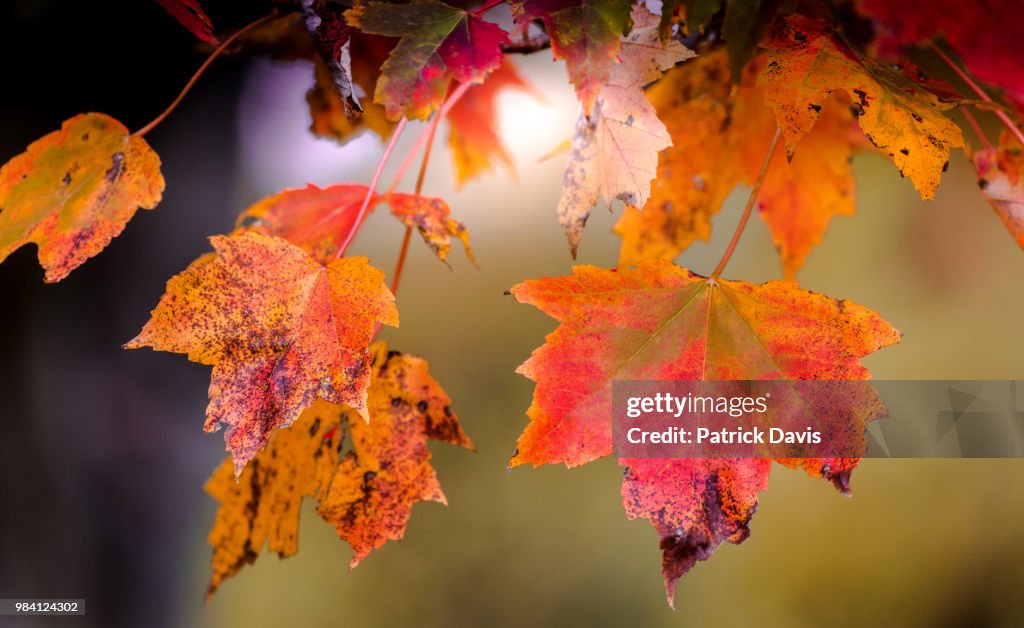 Autumn Maple