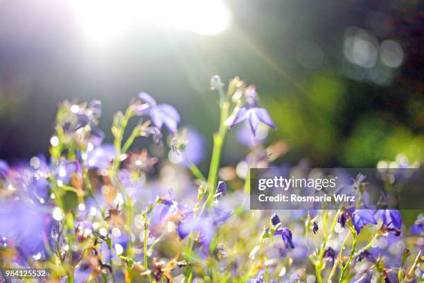 blue lobelia close-up against sunrise - lobelia stock pictures, royalty-free photos & images