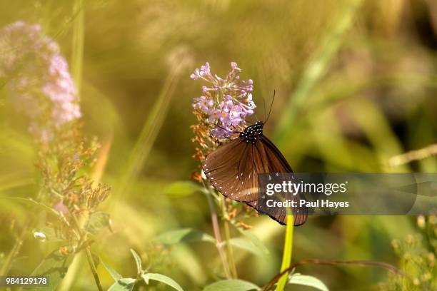 butterfly in longsheng - longsheng stock-fotos und bilder
