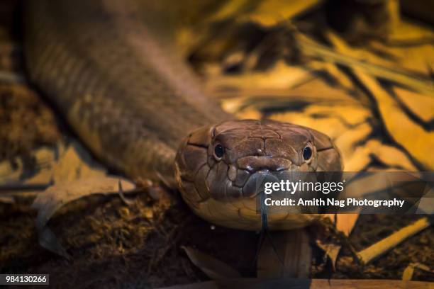 the king cobra - cobra stock pictures, royalty-free photos & images