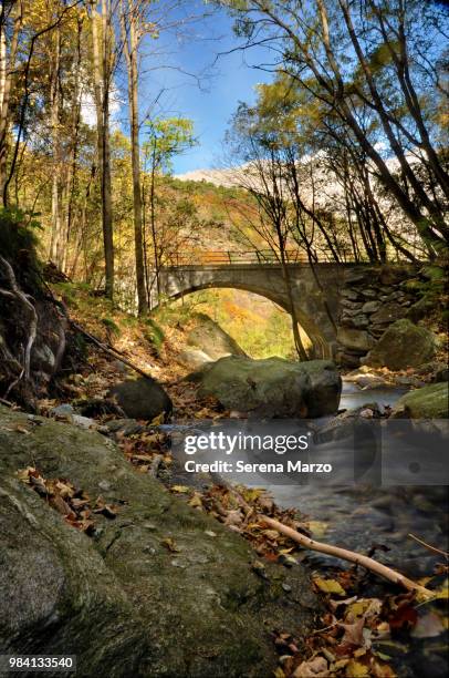 bridge in the forest - marzo stock-fotos und bilder