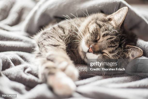 a cat sleeping in a blanket. - cats on the bed stock pictures, royalty-free photos & images