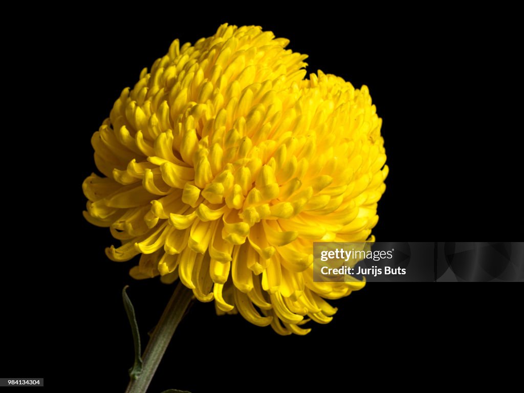 Yellow Chrysanth