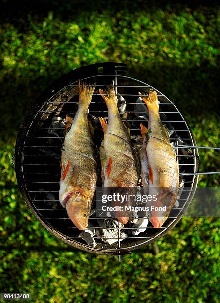 perch on barbecue sweden. - perch fish stock pictures, royalty-free photos & images