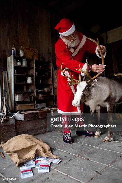 santa claus in a barn with a reindeer sweden. - santa claus lying stock pictures, royalty-free photos & images