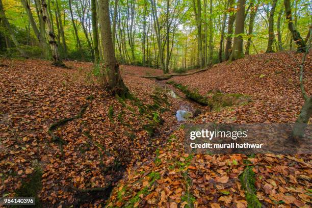 burnham beeches - burnham beeches stock pictures, royalty-free photos & images