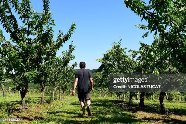 Fruits producer Frederic Granet walks in a field of cherry trees on June 22, 2018 near Prayssas, southwestern France. - Producers lost this year...