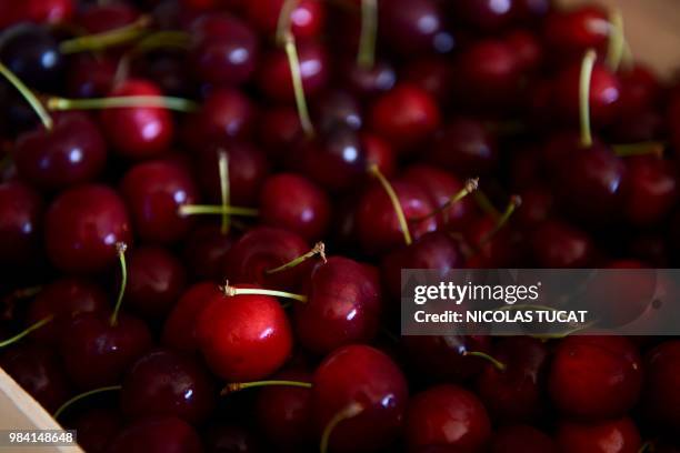 Picture taken on June 22, 2018 near Prayssas, southwestern France, shows cherries. - Producers lost this year about 40% of their cherries because of...