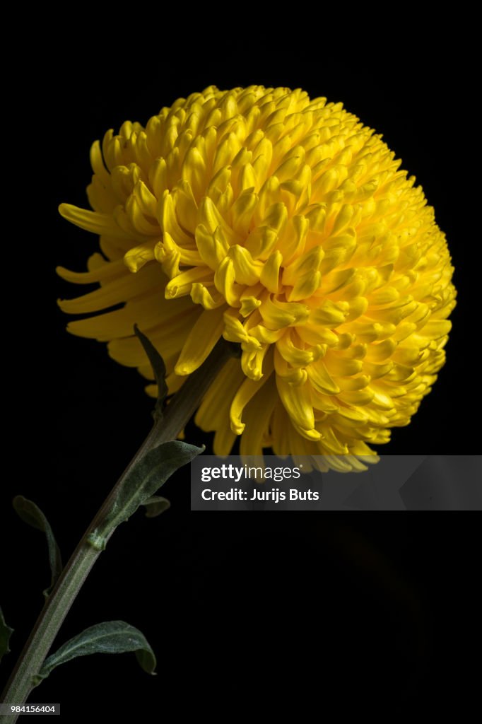 Yellow Chrysanth 2