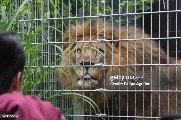 lion - dierentuin stockfoto's en -beelden