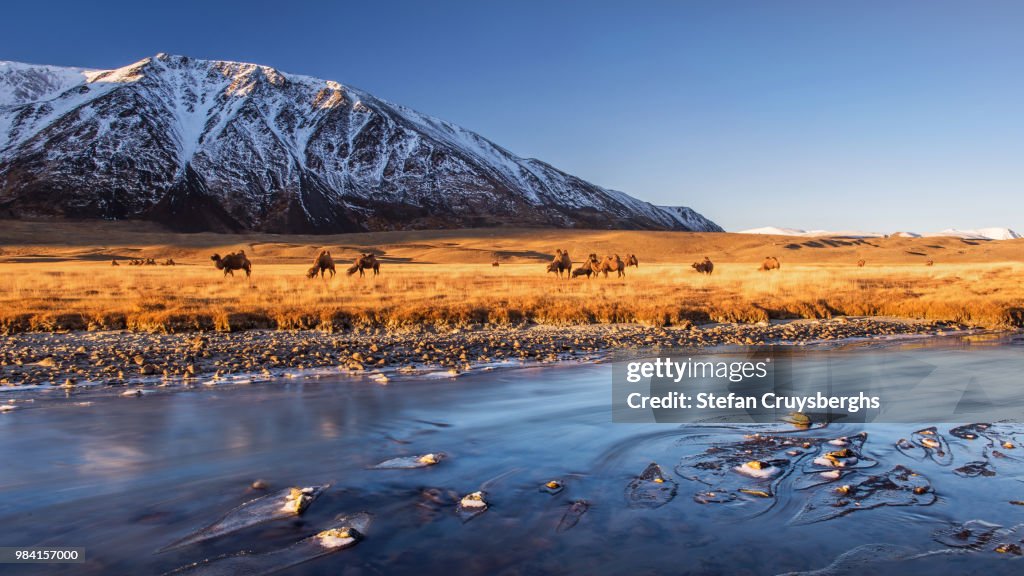 Bactrian camels beside a river in Altai, Siberia, Russia.