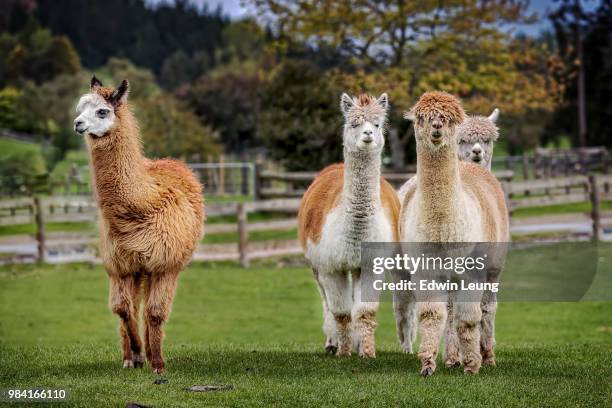 alpaca/llama - alpaca stock pictures, royalty-free photos & images