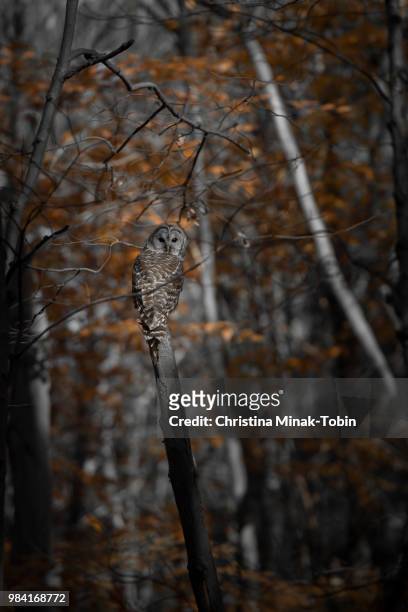 barred owl - christina ramos - fotografias e filmes do acervo