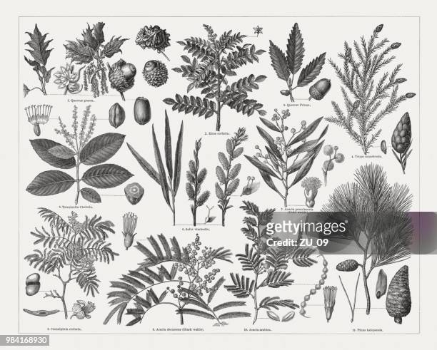 tanning materials supplying plants, wood engravings, published in 1897 - spruce twig stock illustrations