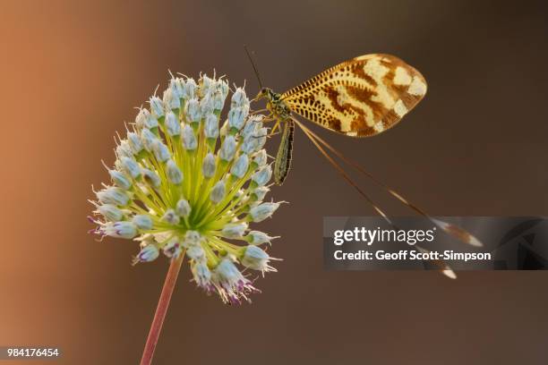 Threadwing Lion Insect Antlion Photos and Premium High Res Pictures - Getty Images