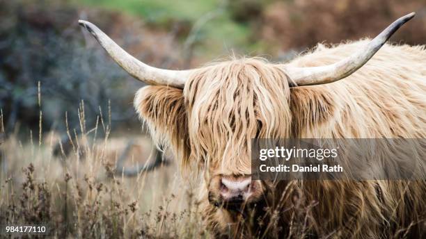 a bull in galloway, scotland. - galloway scotland stock-fotos und bilder