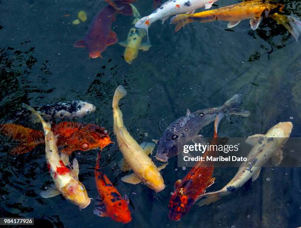 wild fish in japanese garden pond - koi carp stock pictures, royalty-free photos & images