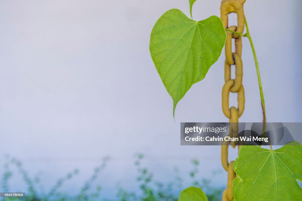 Green leaves creep on chain