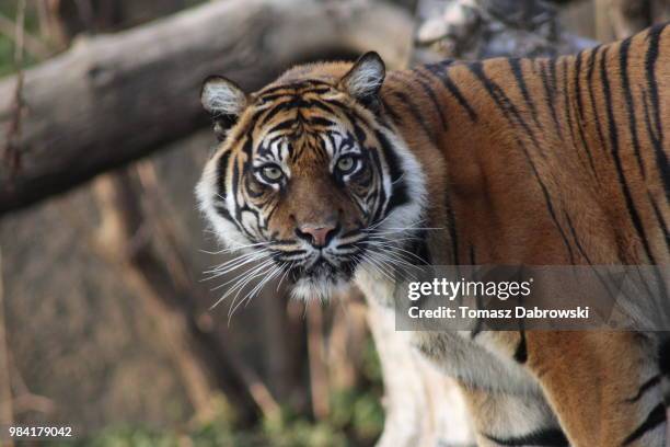 a tiger at praga zoo in warsaw, poland. - dabrowski stock pictures, royalty-free photos & images