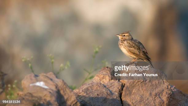 crested lark - crested lark stock pictures, royalty-free photos & images